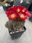 Preview: Sulcorebutia mariana